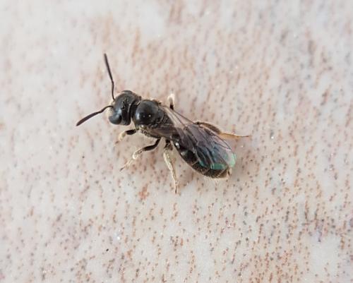 Lasioglossum sp.
